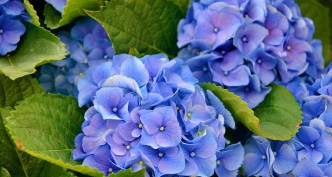 水中蓝色绣球花代表什么？绣球花的寓意有哪些？