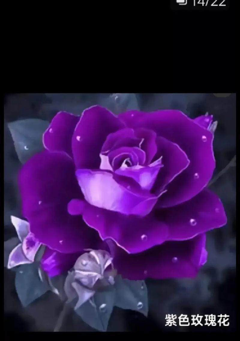 紫色玫瑰花代表什么意义？紫色玫瑰花的花语是什么？