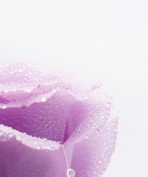 紫色玫瑰花代表什么意义？紫色玫瑰花的花语是什么？