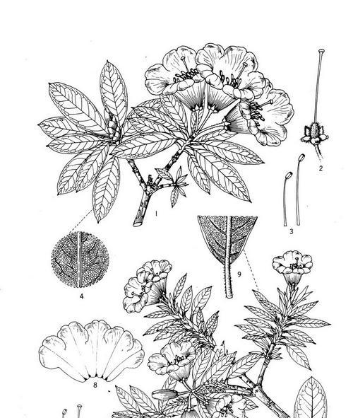 黑灰色的花代表什么寓意？黑灰色花朵的象征意义是什么？