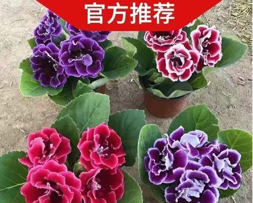 富贵芙蓉花寓意和象征着什么？