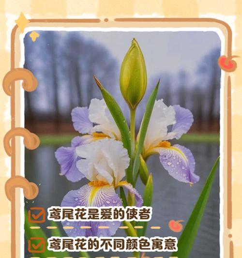 哪些花富有爱情寓意？爱情寓意的花有哪些？