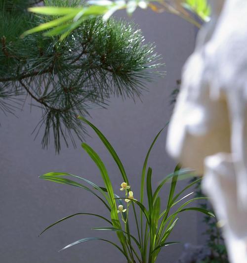 象征爱情的兰花有哪些？兰花在爱情中代表什么？