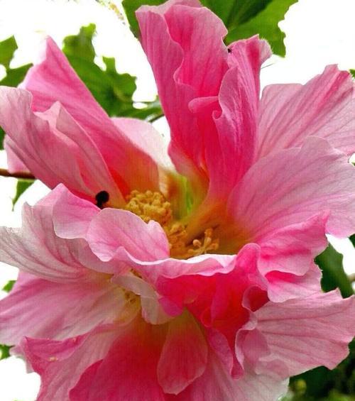 红色芙蓉花象征什么？芙蓉花的红色寓意是什么？