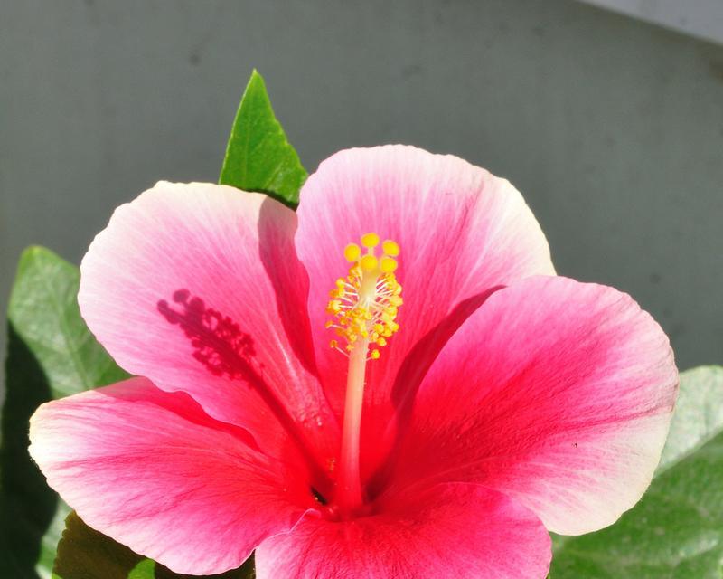 红色芙蓉花象征什么？芙蓉花的红色寓意是什么？