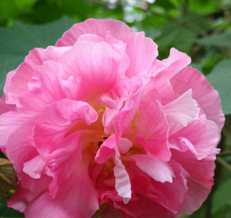 红色芙蓉花象征什么？芙蓉花的红色寓意是什么？