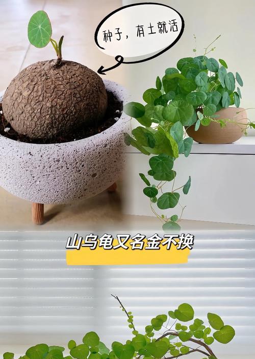丁花节有哪些特别的寓意？