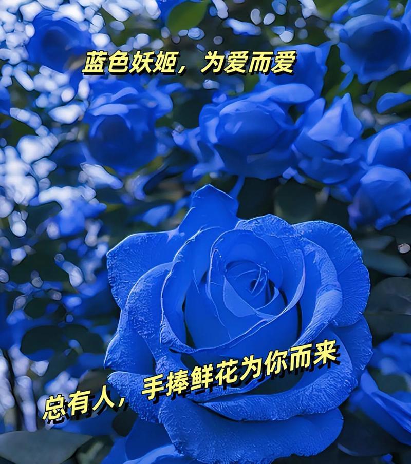 蓝色玫瑰手捧花寓意何在？蓝色玫瑰手捧花代表什么？