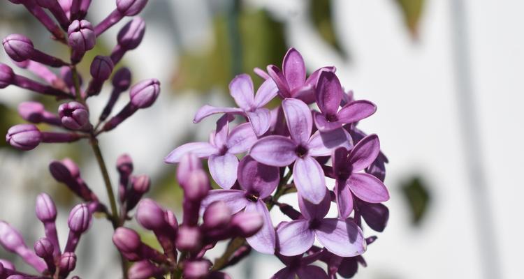 紫色花毛茛的花语是什么？它的寓意有哪些？