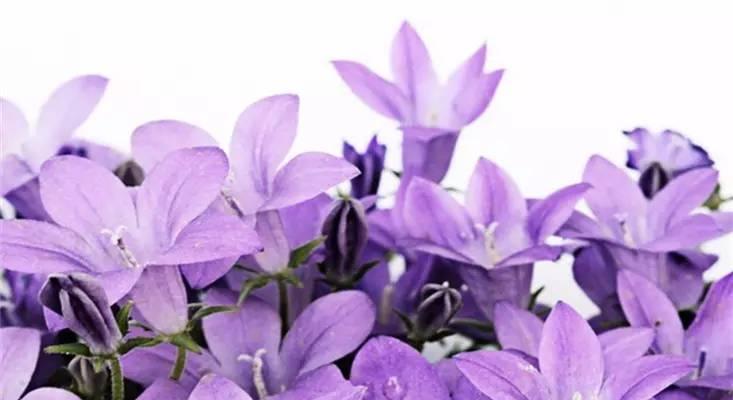 紫色花毛茛的花语是什么？它的寓意有哪些？