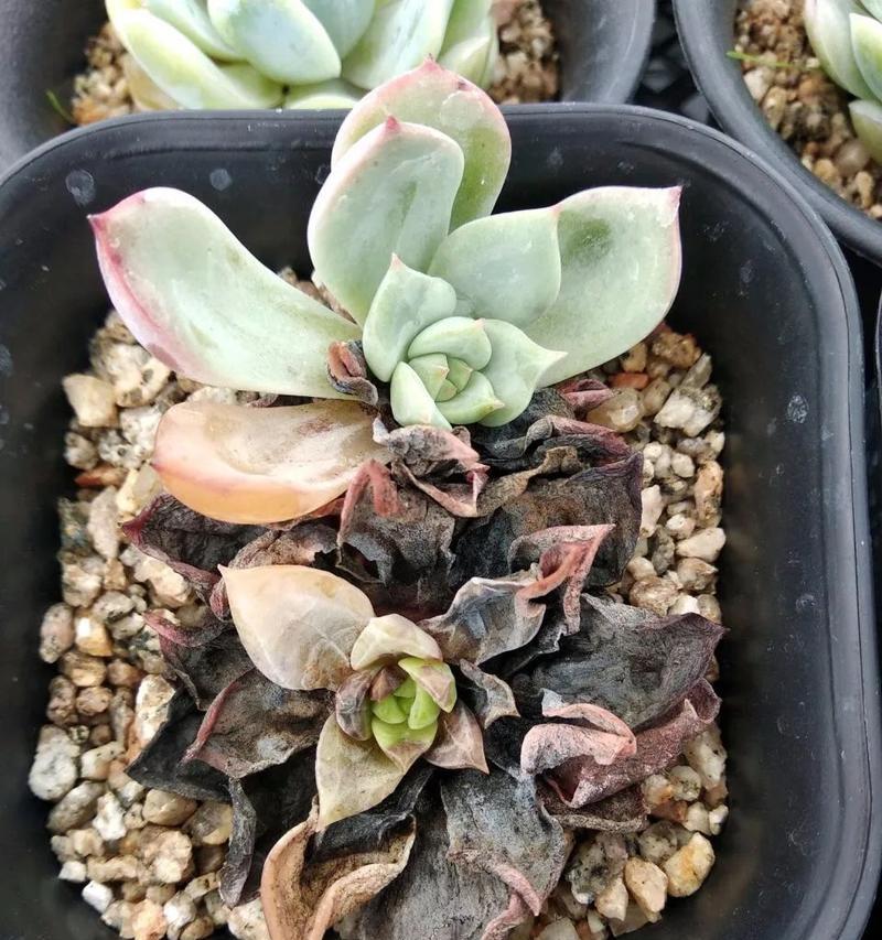 哪些花不生虫且象征吉祥？不生虫花的吉祥寓意是什么？