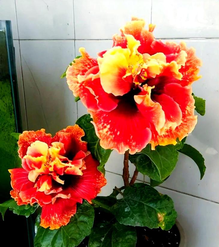 哪些花不生虫且象征吉祥？不生虫花的吉祥寓意是什么？