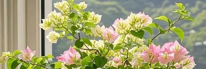 哪些花具有兴旺的意义？它们的寓意是什么？