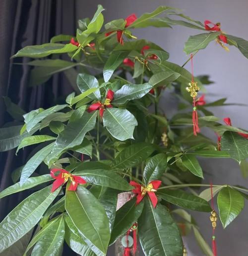 哪些花具有兴旺的意义？它们的寓意是什么？