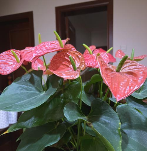 哪些花具有兴旺的意义？它们的寓意是什么？