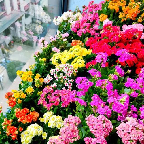 长寿花餐巾象征着什么？
