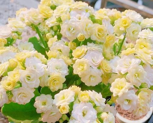 长寿花餐巾象征着什么？