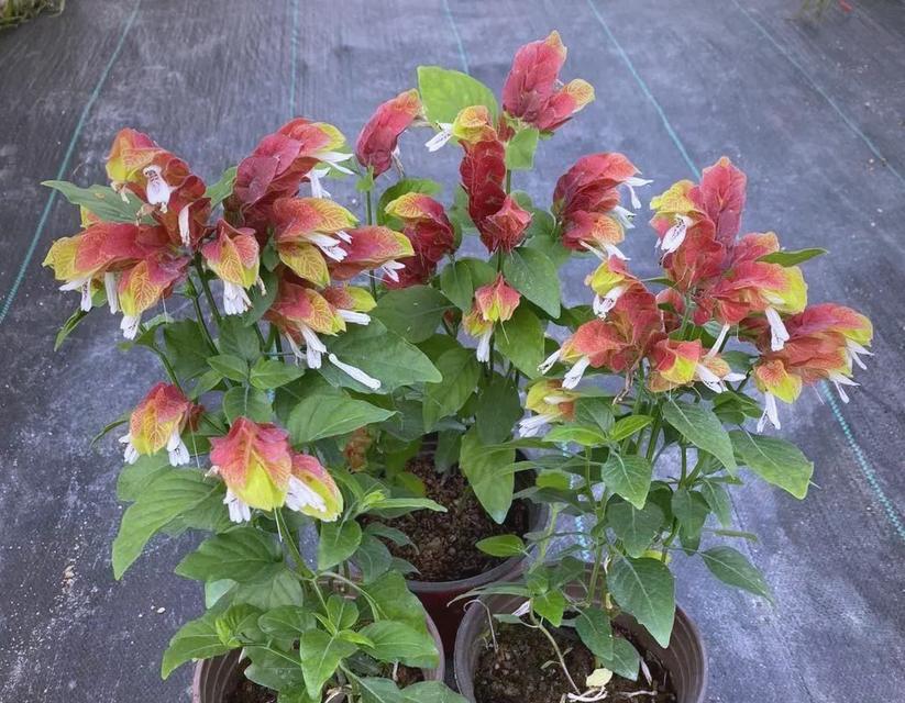 绿色花卉有哪些寓意健康？如何在家居中使用？