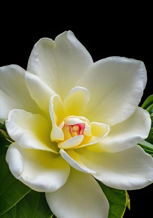 白色花象征纯洁吗？白色花卉的纯洁寓意是什么？