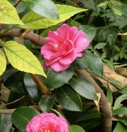 南瓜花代表吉祥吗？