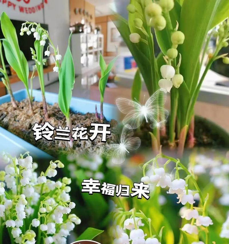 哪些花有幸福快乐的寓意？