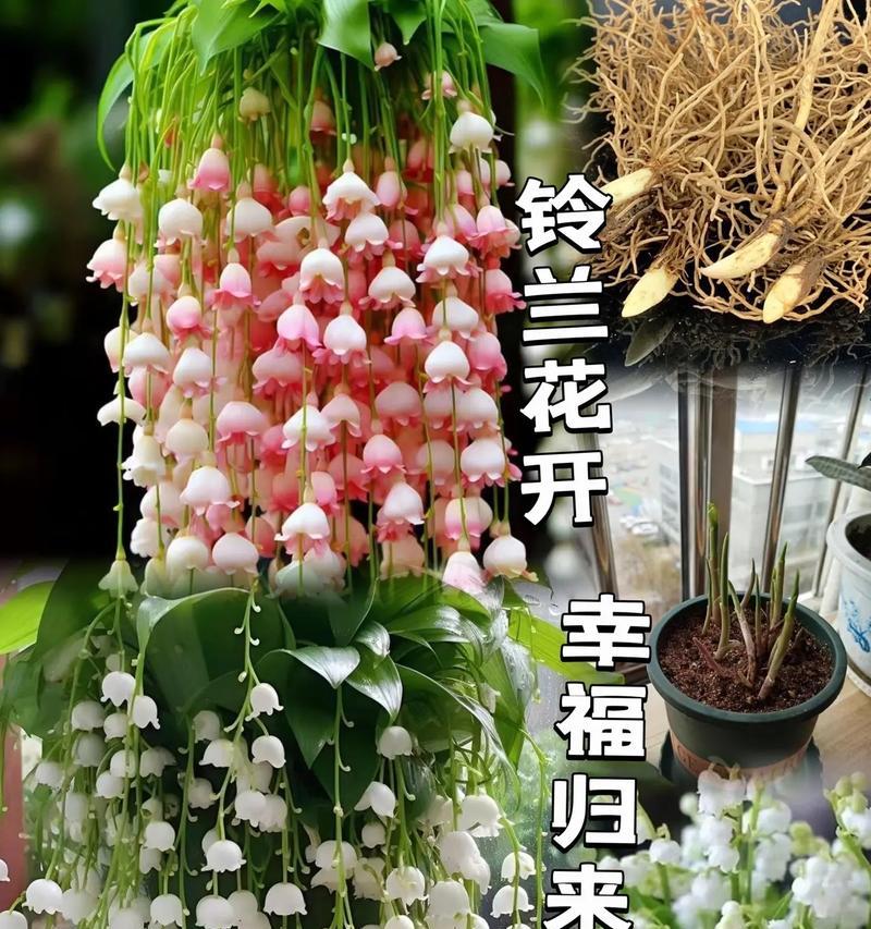 哪些花有幸福快乐的寓意？