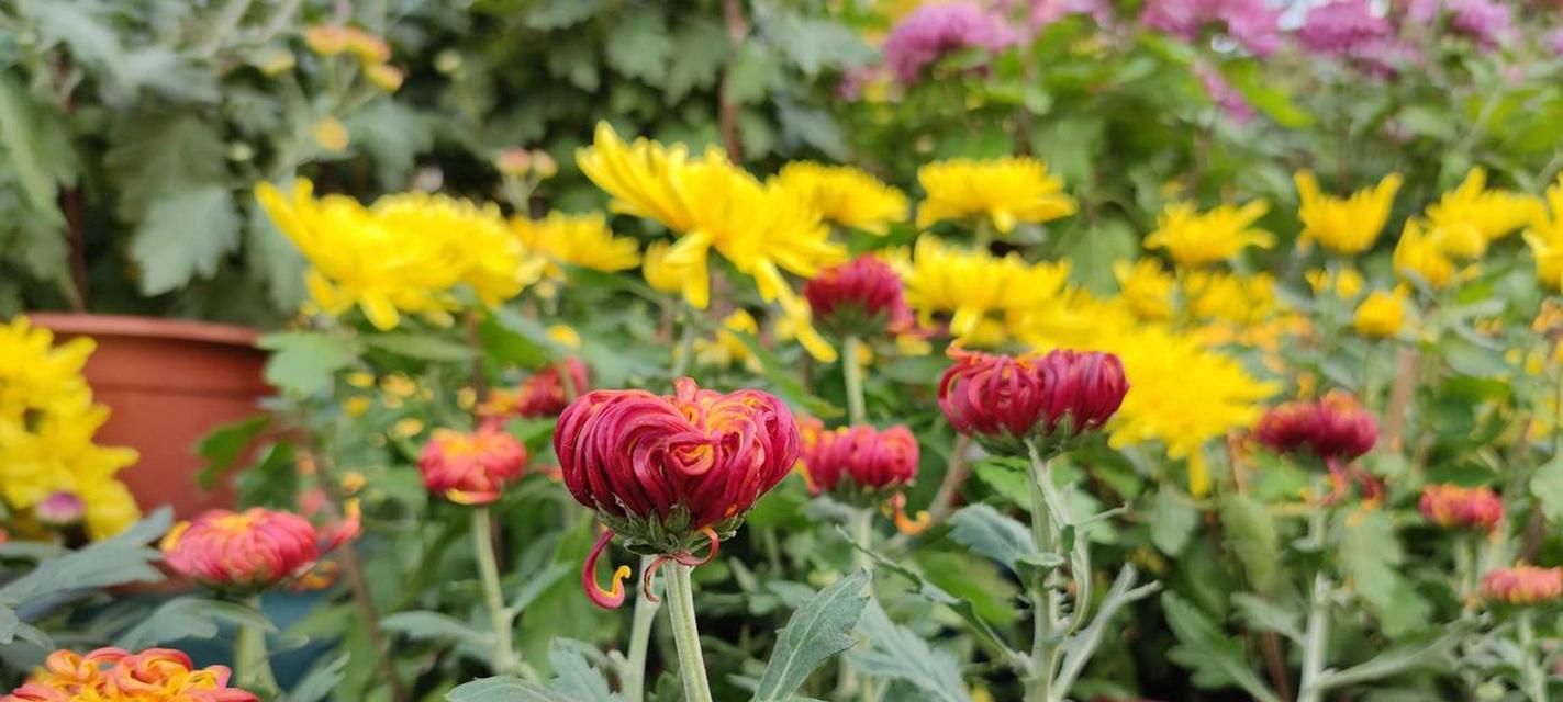 哪些菊花象征富贵平安？它们的花语是什么？