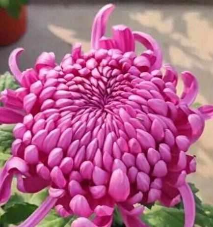哪些菊花象征富贵平安？它们的花语是什么？