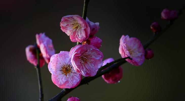 紫色梅花的花语是什么？它象征着什么？
