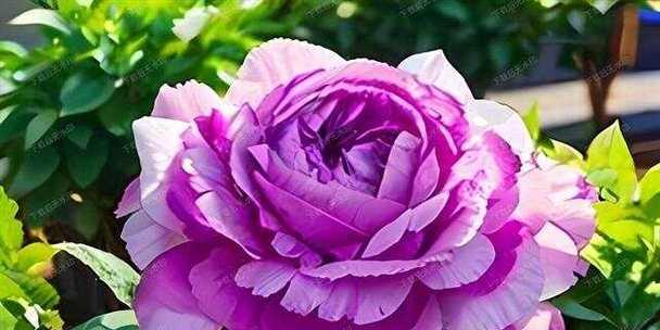 紫色梅花的花语是什么？它象征着什么？