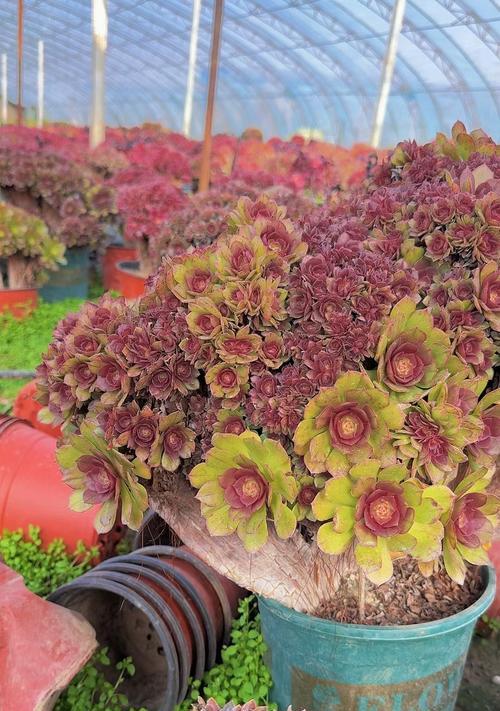 万圣节送什么花最合适？花的寓意是什么？