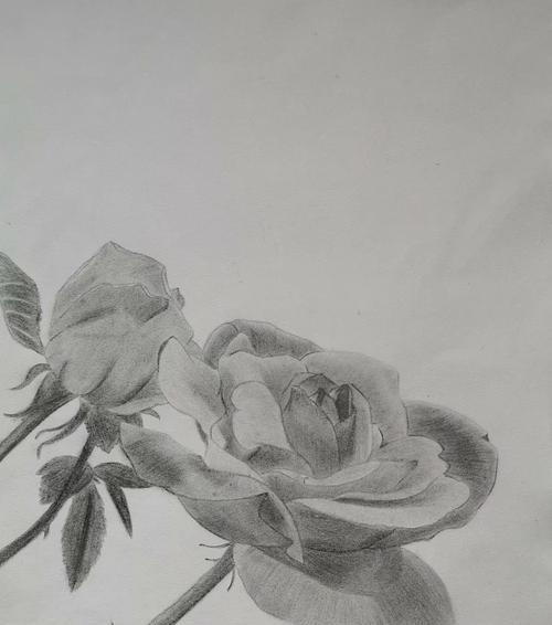 白色和灰色玫瑰代表什么？它们的花语是什么？