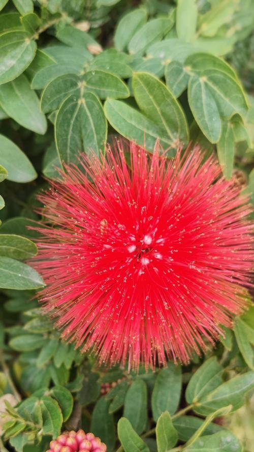 白色绒球花的花语是什么？白色绒球花的寓意有哪些？