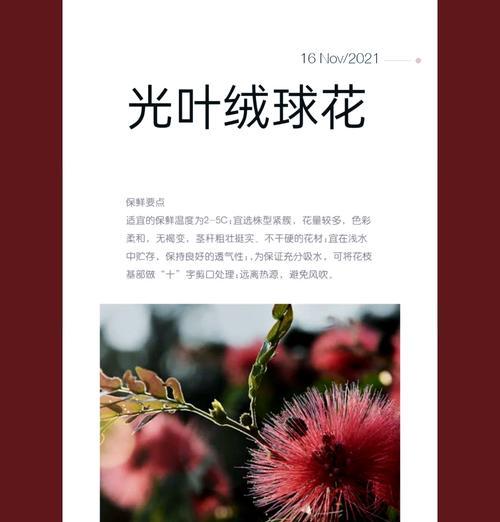 白色绒球花的花语是什么？白色绒球花的寓意有哪些？