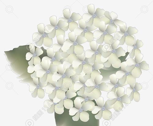 白色绒球花的花语是什么？白色绒球花的寓意有哪些？