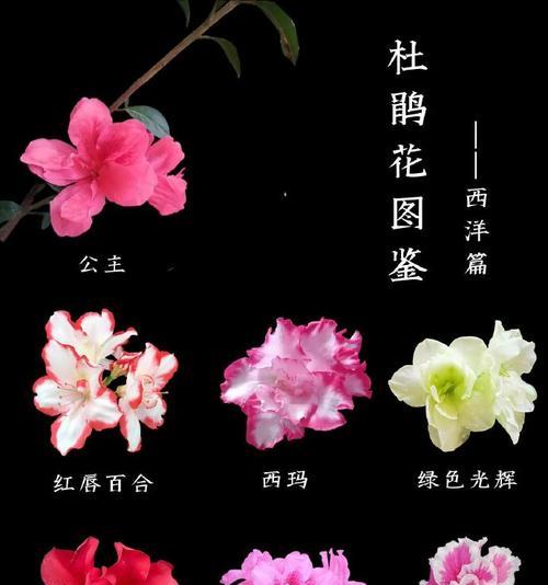 不同颜色的杜鹃花有哪些寓意？如何选择杜鹃花？