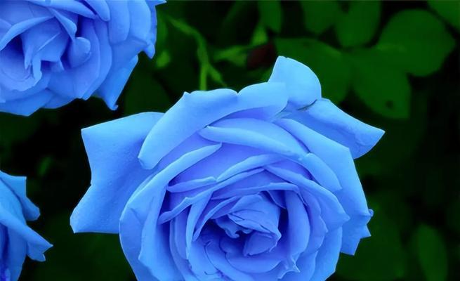 什么花象征爱国爱情？寻找代表爱国与爱情的花卉？