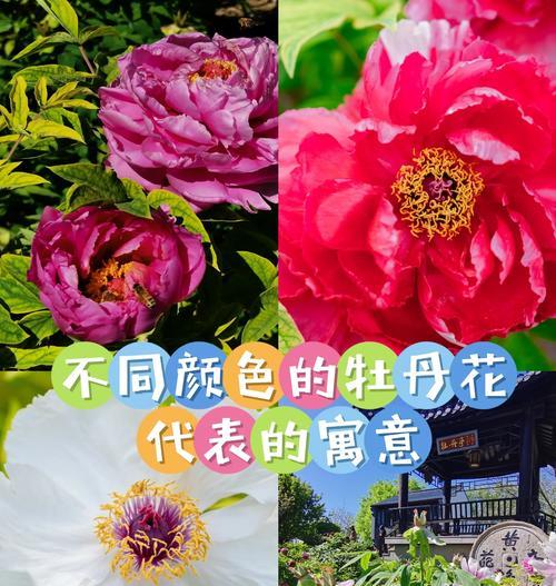 哪些花的成语寓意着好运？