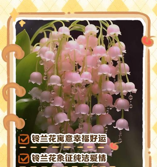哪些花的成语寓意着好运？