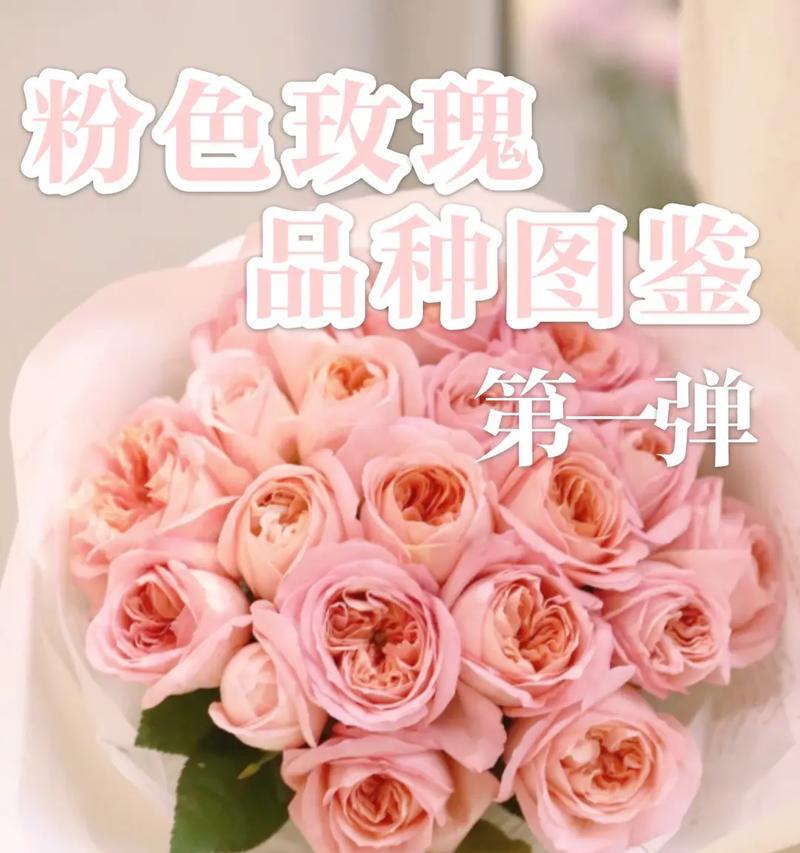 粉色玫瑰的寓意是什么？
