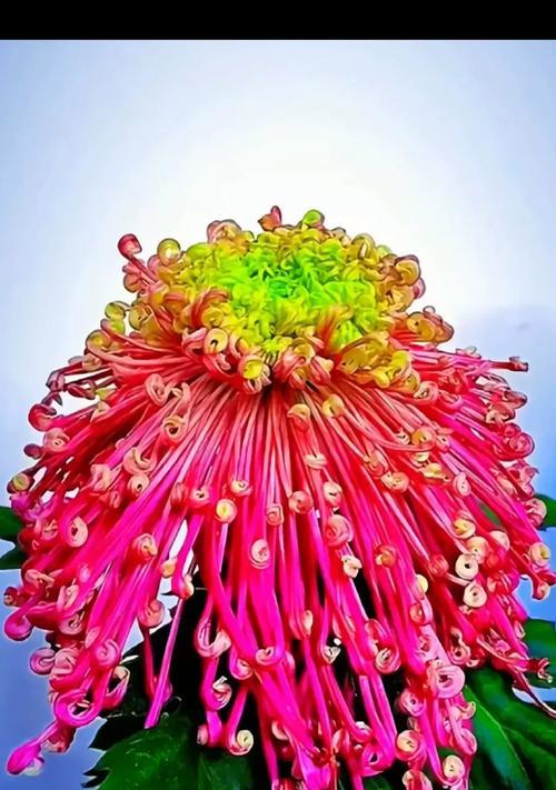 象征重阳节的花是什么？重阳节传统上送什么花？
