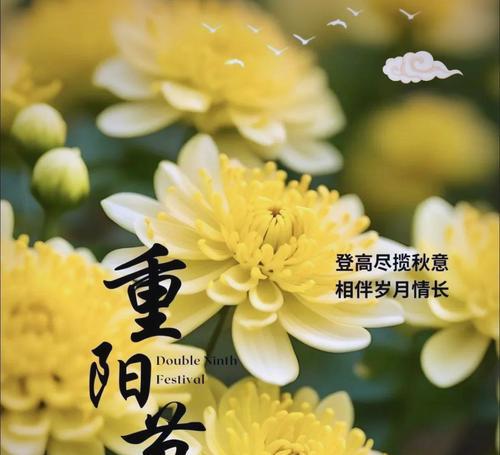 象征重阳节的花是什么？重阳节传统上送什么花？