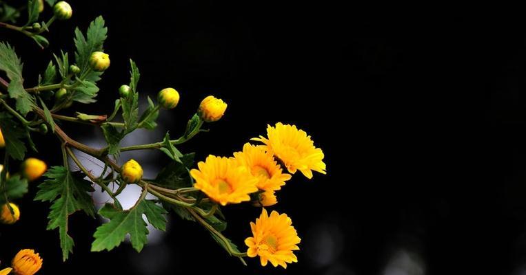 象征重阳节的花是什么？重阳节传统上送什么花？