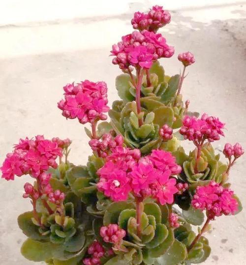 长寿花戴帽子寓意何在？如何正确摆放？
