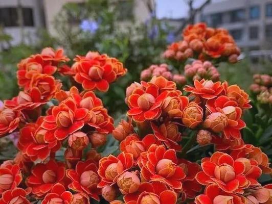 长寿花戴帽子寓意何在？如何正确摆放？