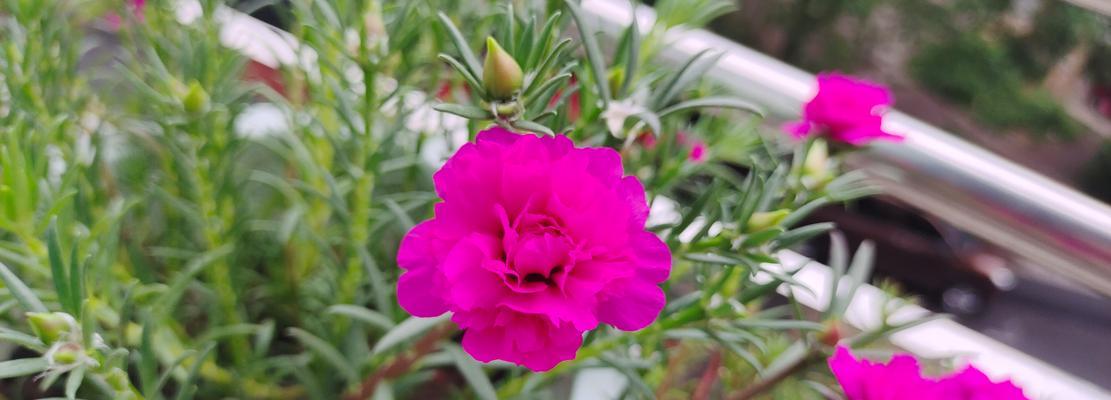 四八色重瓣花代表什么？它的寓意有哪些？