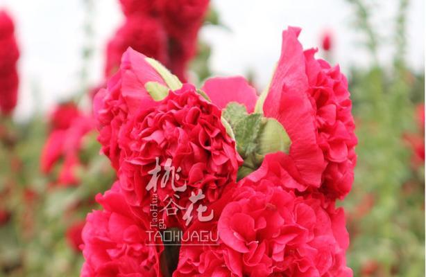四八色重瓣花代表什么？它的寓意有哪些？