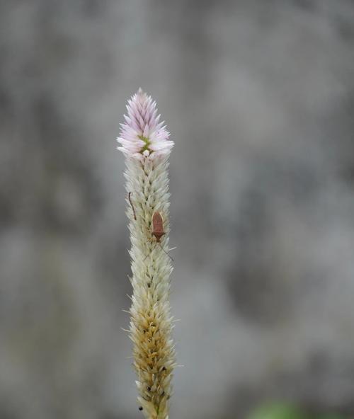 哪种花寓意爱情最好？爱情含义好的花有哪些？
