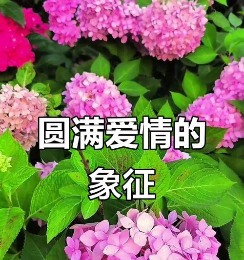 哪种花寓意爱情最好？爱情含义好的花有哪些？