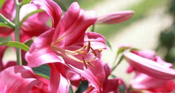 粉色百合花的寓意和象征是什么？它在送礼时代表什么？